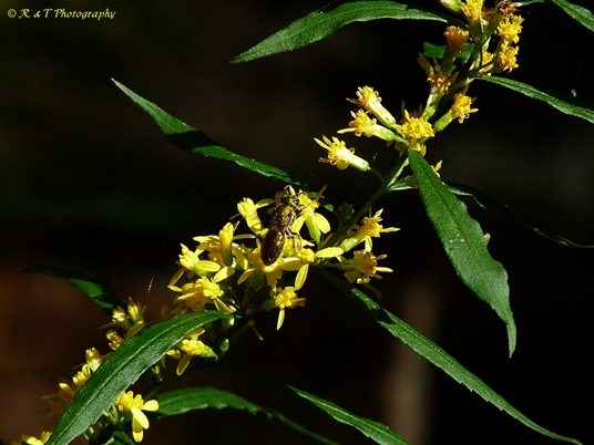 {Solidago curtisii}